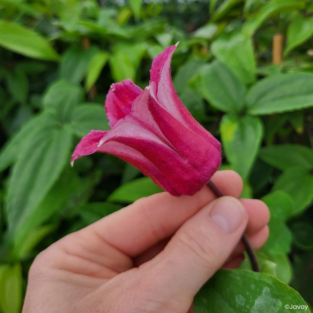 Clématite - Clematis texensis Notre-Dame de Paris