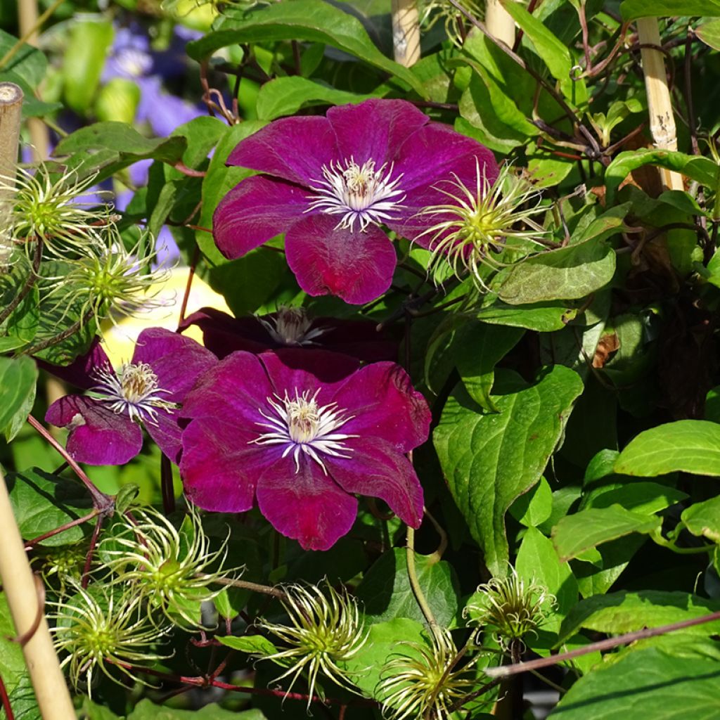 Clématite - Clematis Rouge Cardinal 
