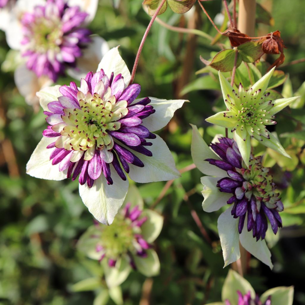 Clématite - Clematis Viennetta