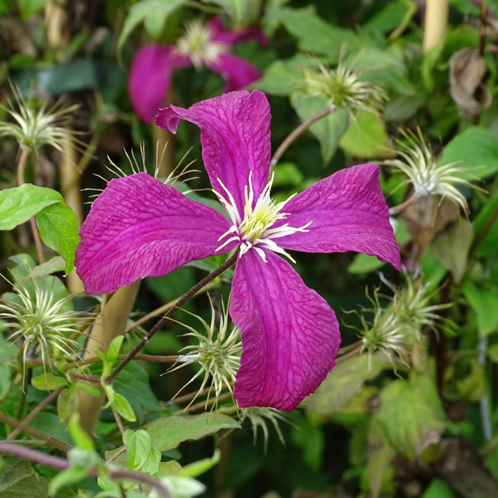 Clématite - Clematis viticella Mme Julia Correvon