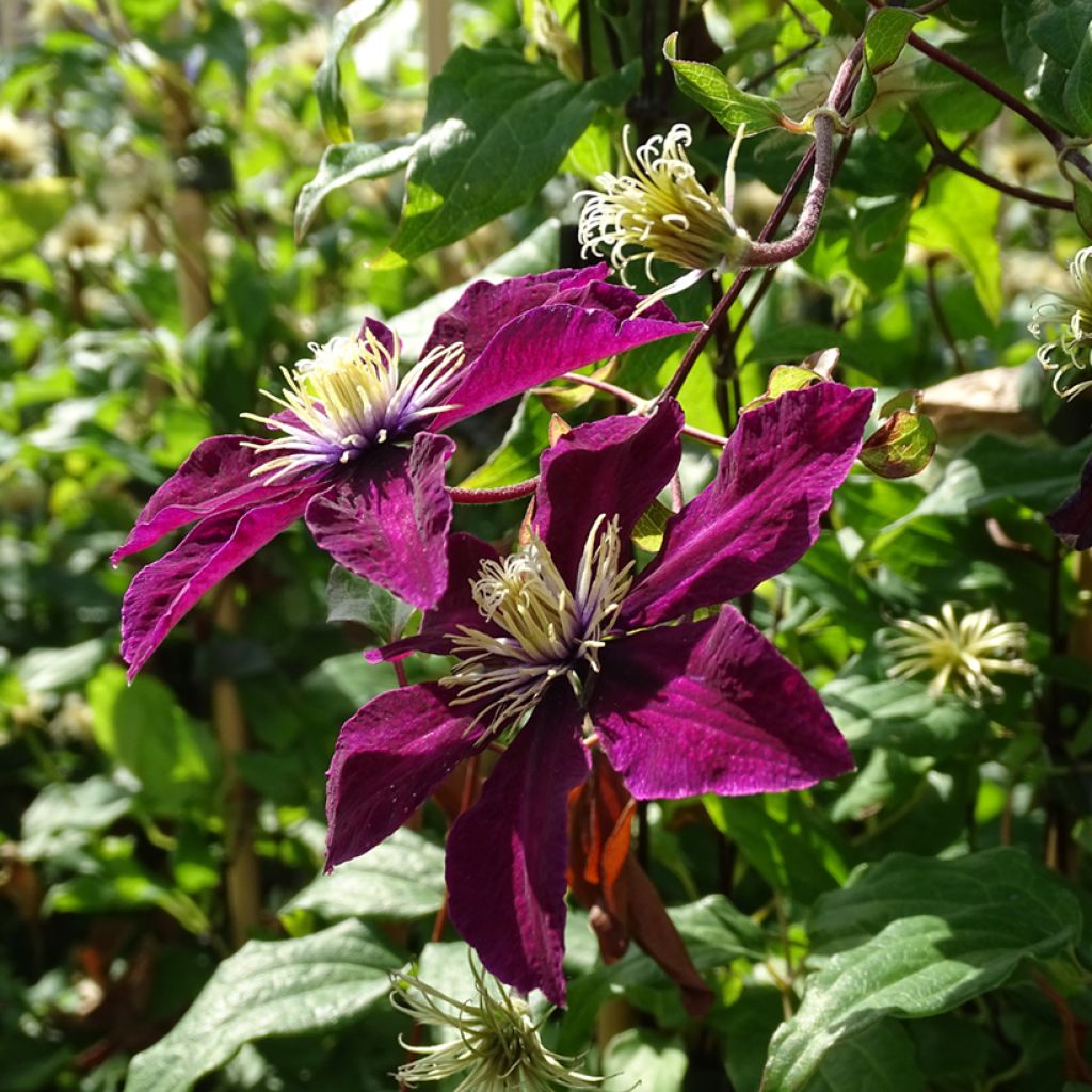 Clématite - Clematis viticella Mme Julia Correvon