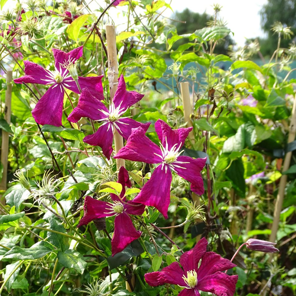 Clématite - Clematis viticella Mme Julia Correvon