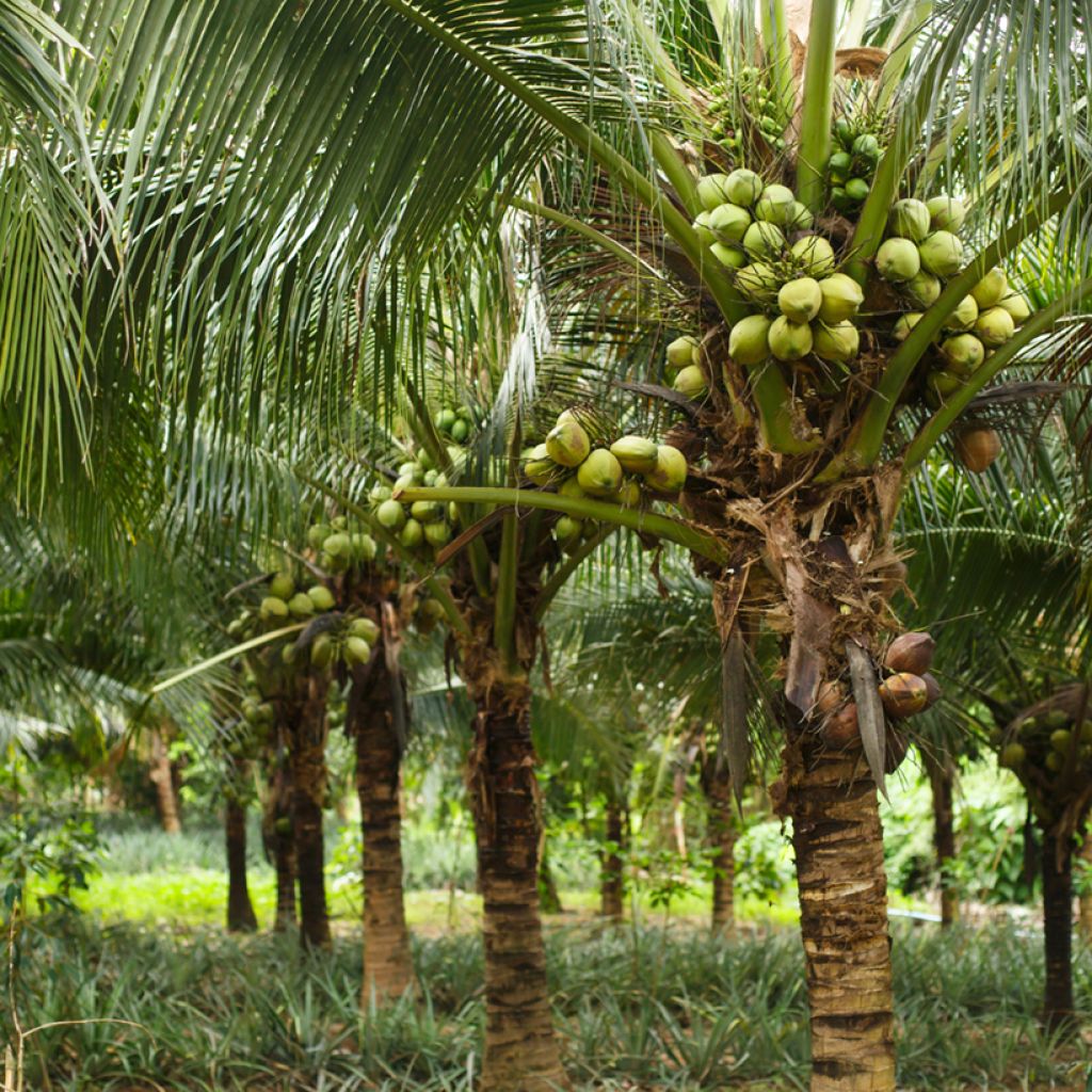 Cocos nucifera
