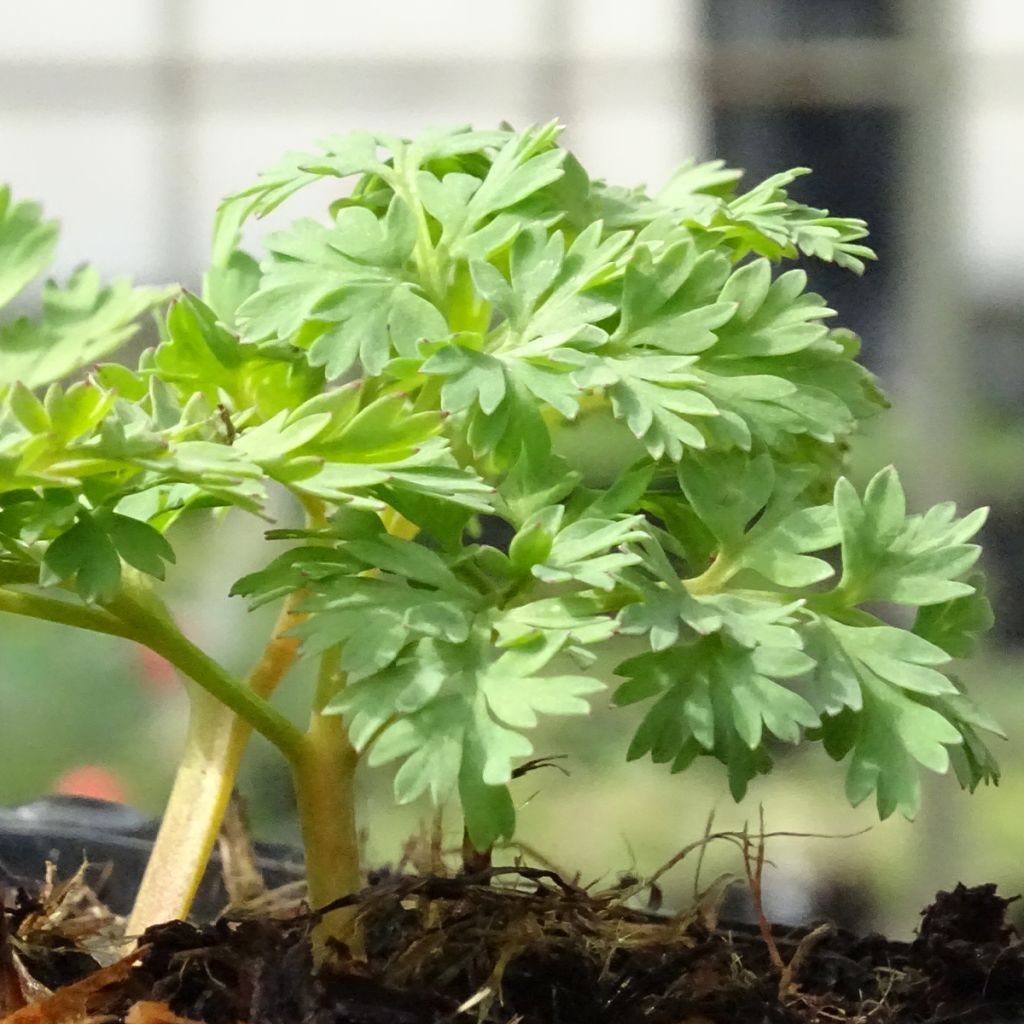 Coeur de Marie - Dicentra King of Hearts