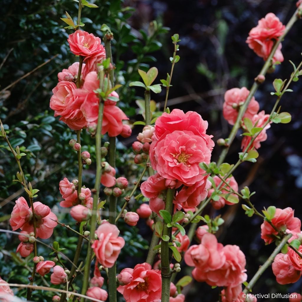 Cognassier du Japon - Chaenomeles speciosa Double Delice Passion