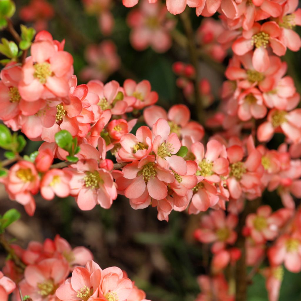 Cognassier du Japon - Chaenomeles x superba Salmon Horizon