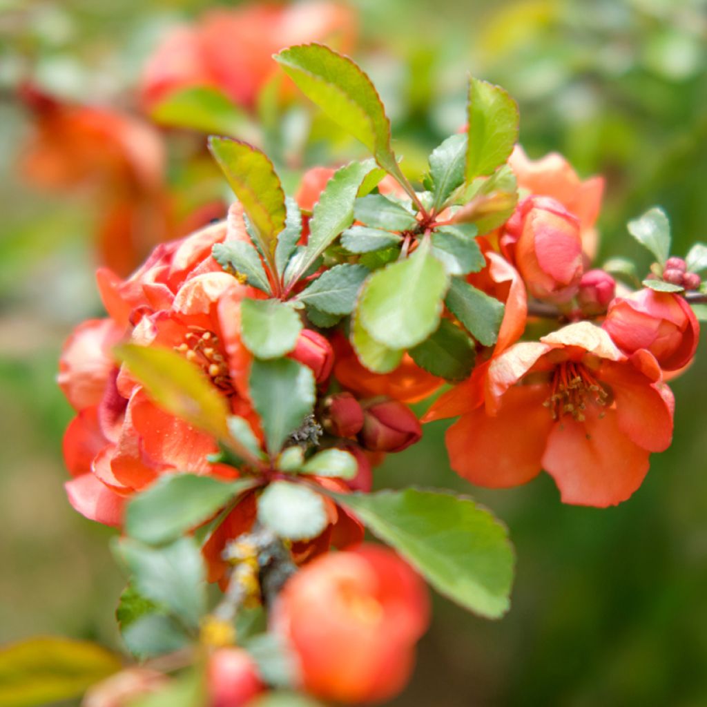 Cognassier du Japon - Chaenomeles x superba Texas Scarlet