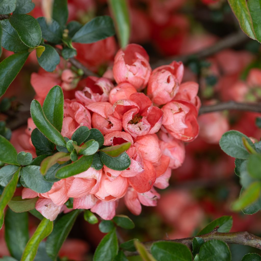 Cognassier du Japon Colour Trail - Chaenomeles x superba 
