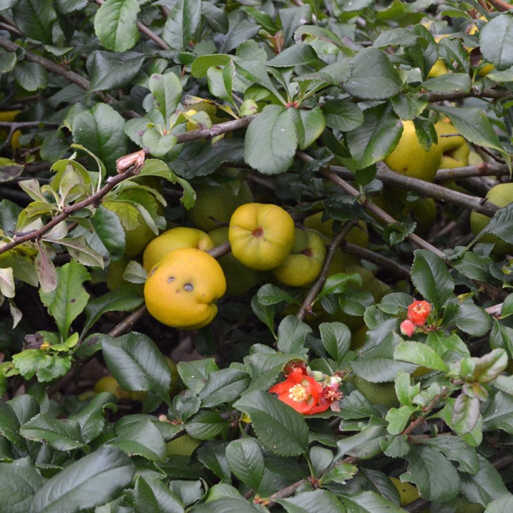 Cognassier du Japon Crimson and Gold - Chaenomeles superba