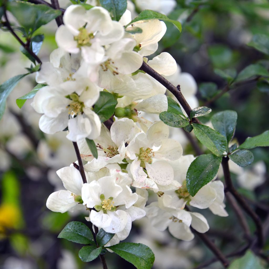 Cognassier du Japon Nivalis - Chaenomeles speciosa
