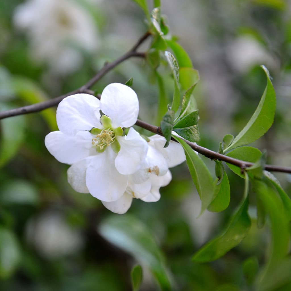 Cognassier du Japon Nivalis - Chaenomeles speciosa