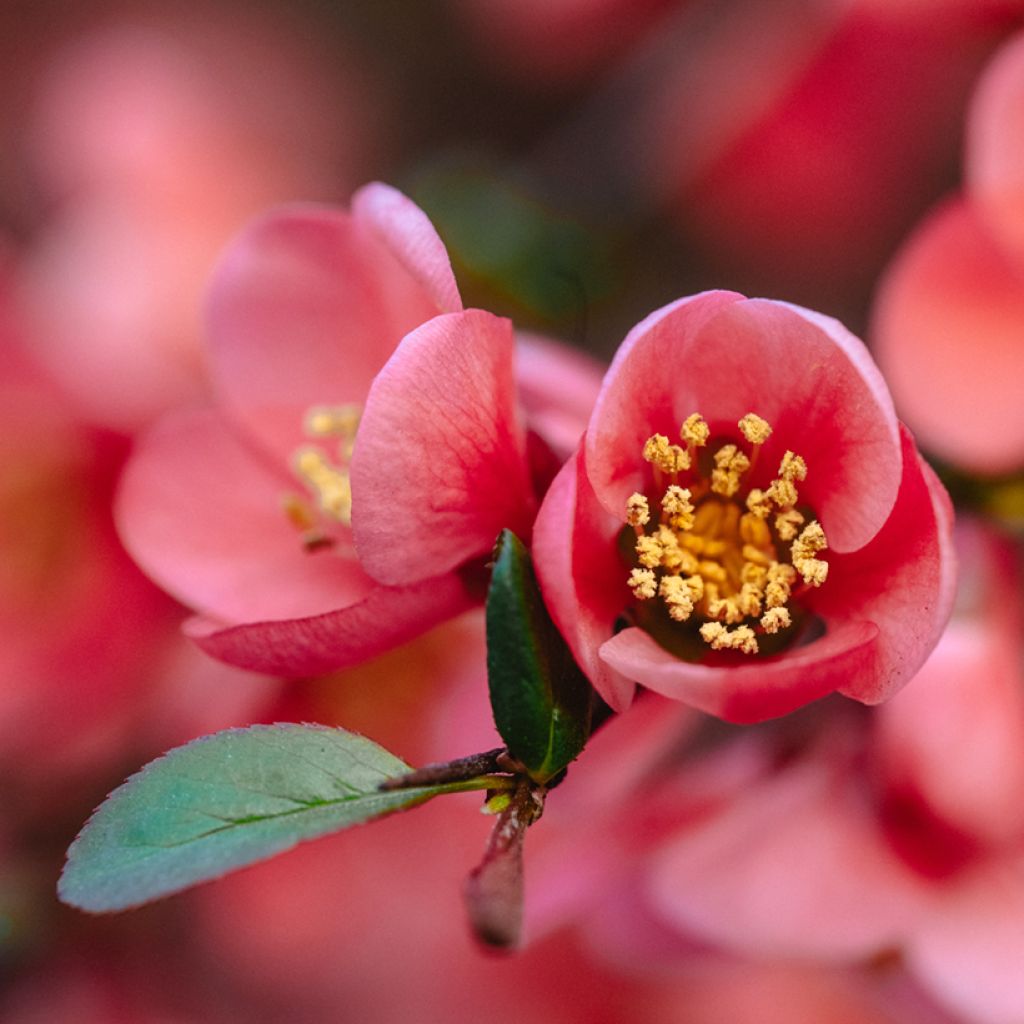 Cognassier du Japon Red Joy - Chaenomeles superba 