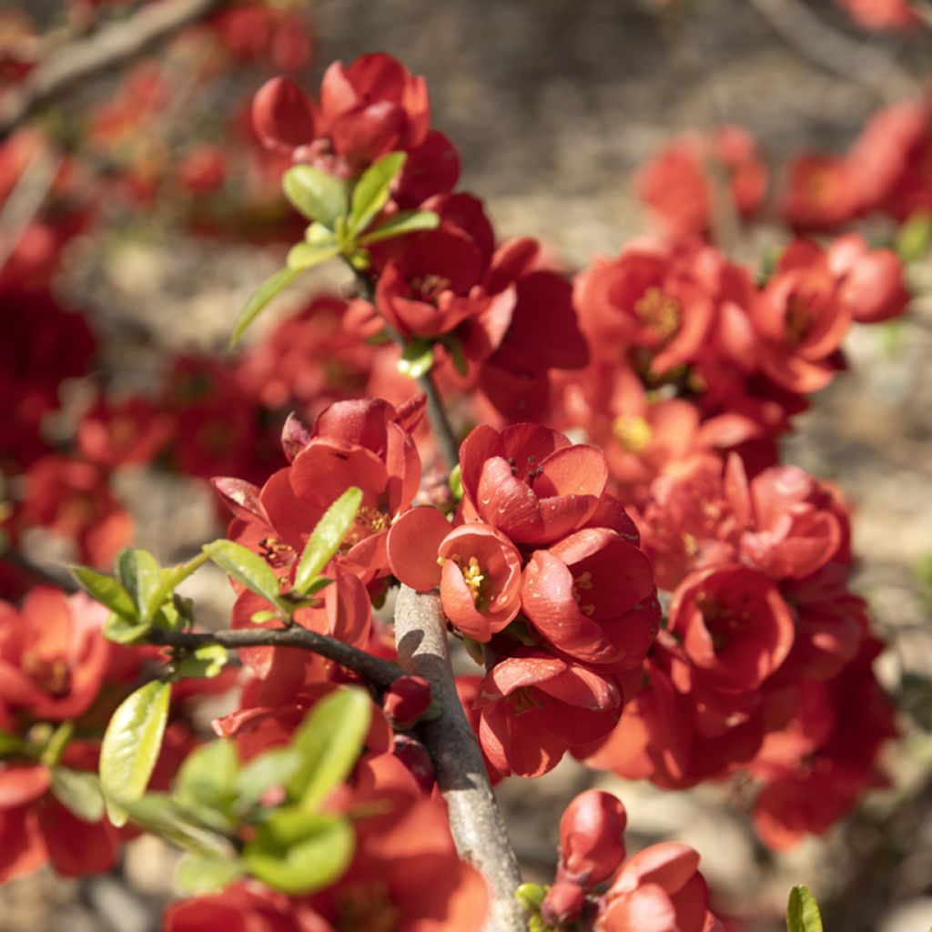 Cognassier du Japon Rubra - Chaenomeles speciosa