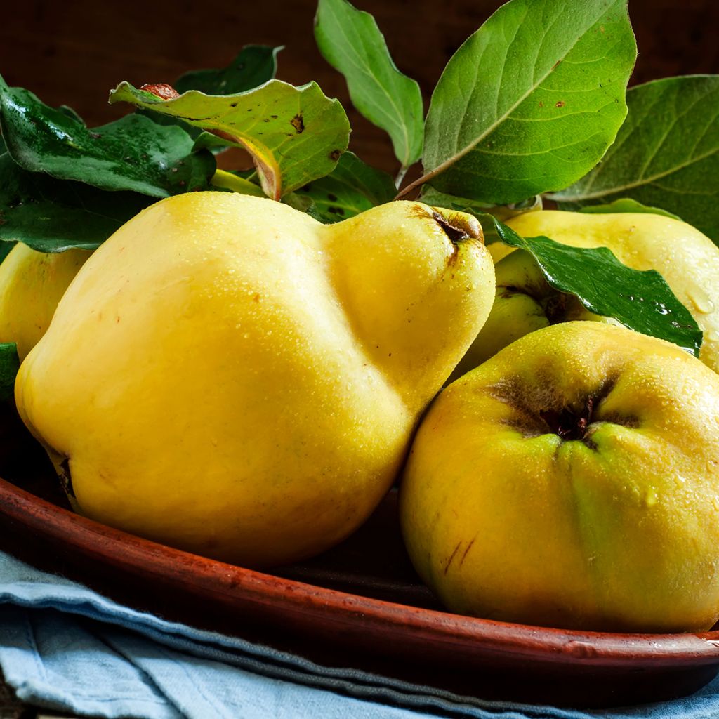 Marmeleiro Champion - Cydonia oblonga