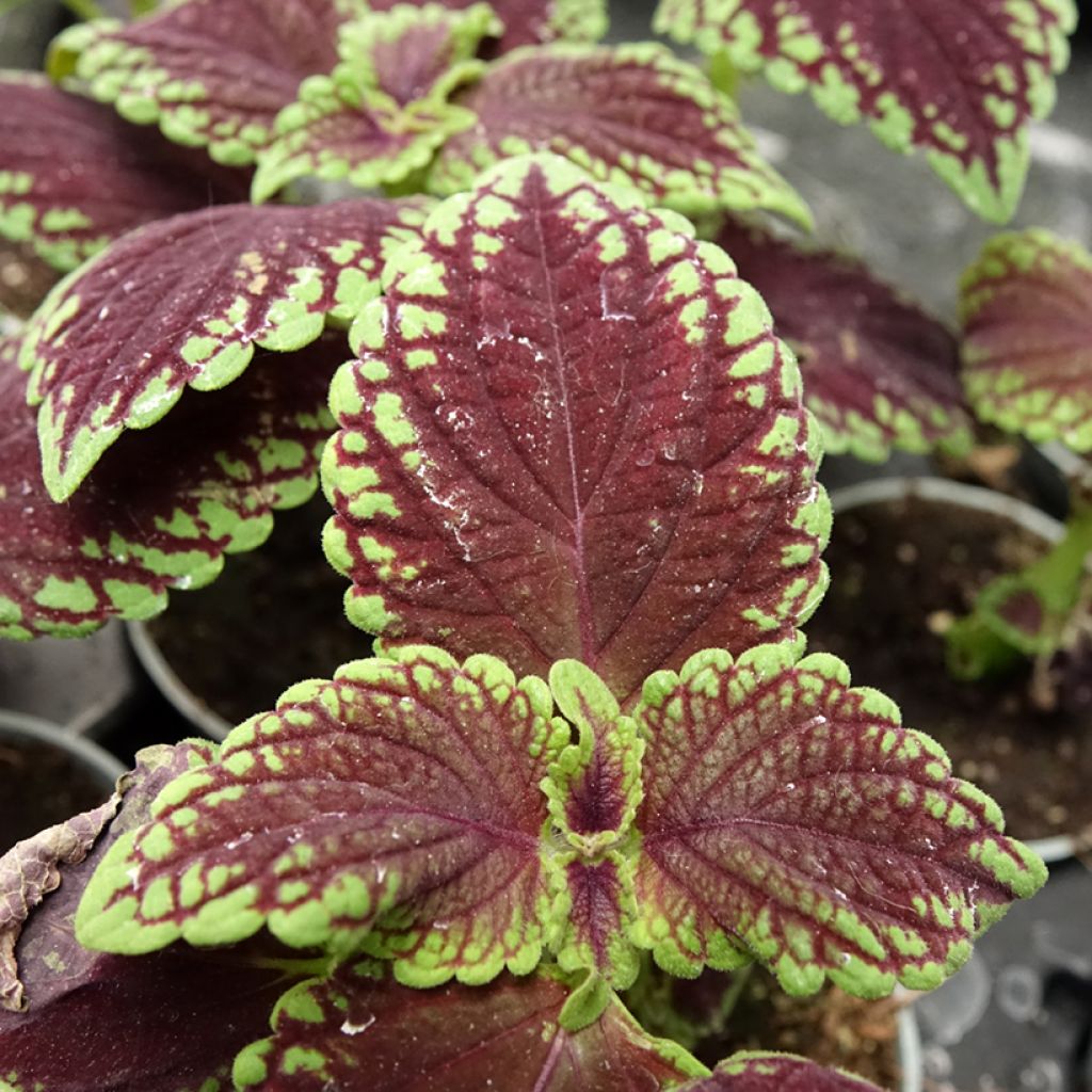 Coleus Abbey Road - Siernetel