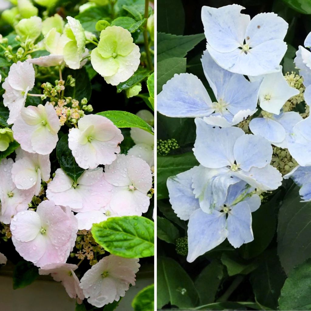 Collection de 2 Hortensias Guirlandes
