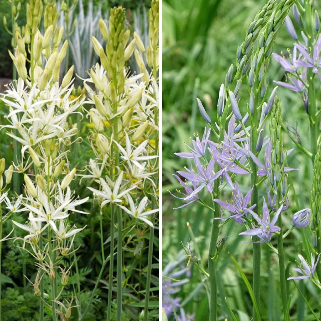 Collection 8 Camassias Blanc et Bleu