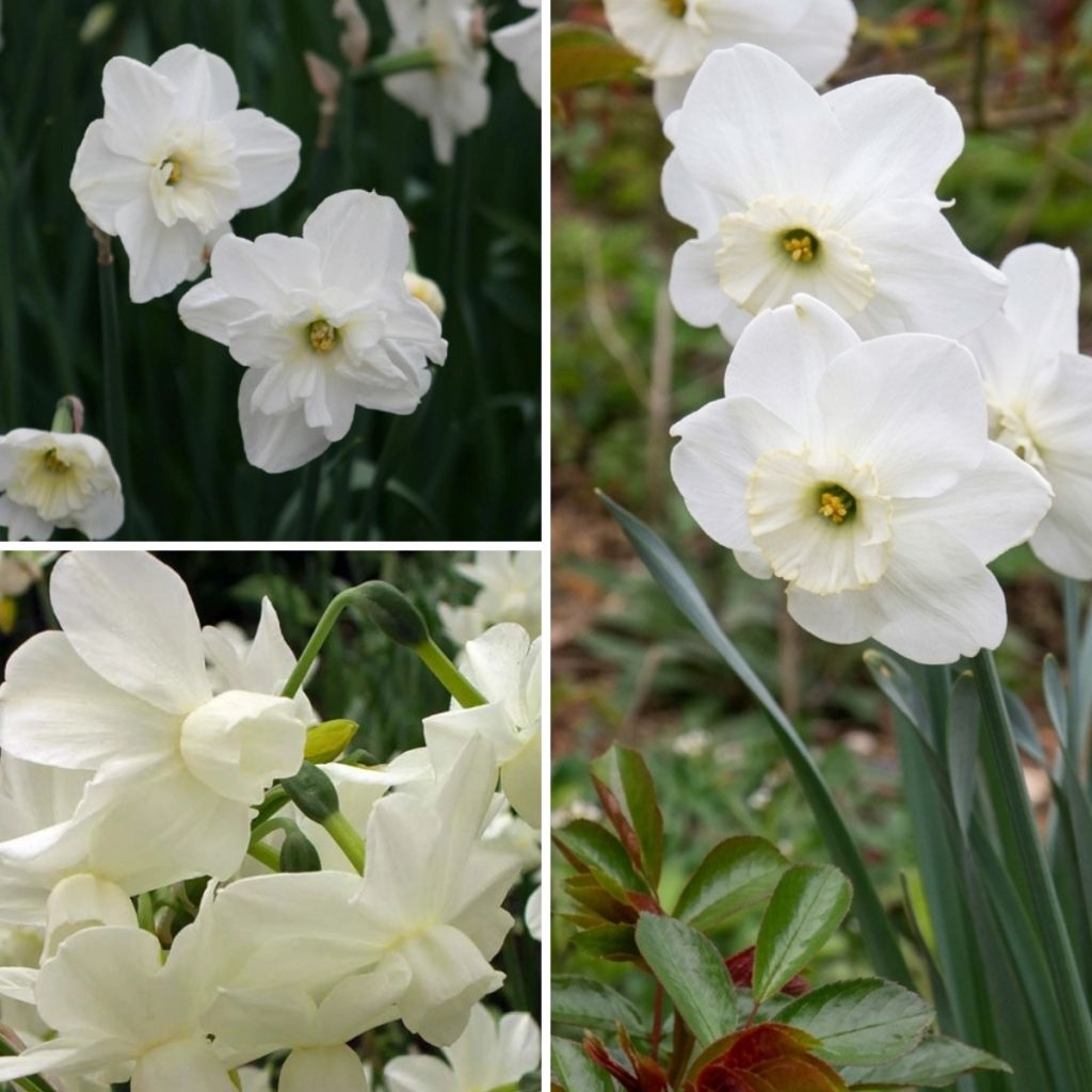 Collection narcisses blancs
