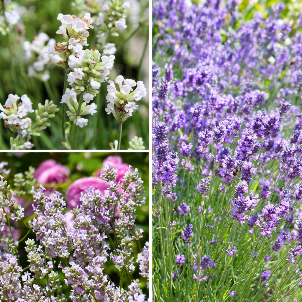 Collection lavandes vraies à petit prix