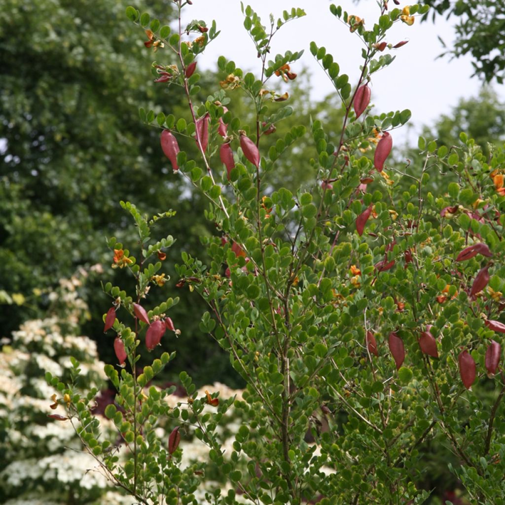 Colutea arborescens - Baguenaudier 