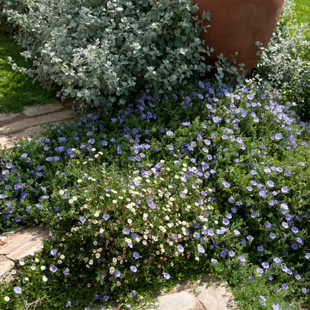 Convolvulus sabatius - Liseron de Mauritanie