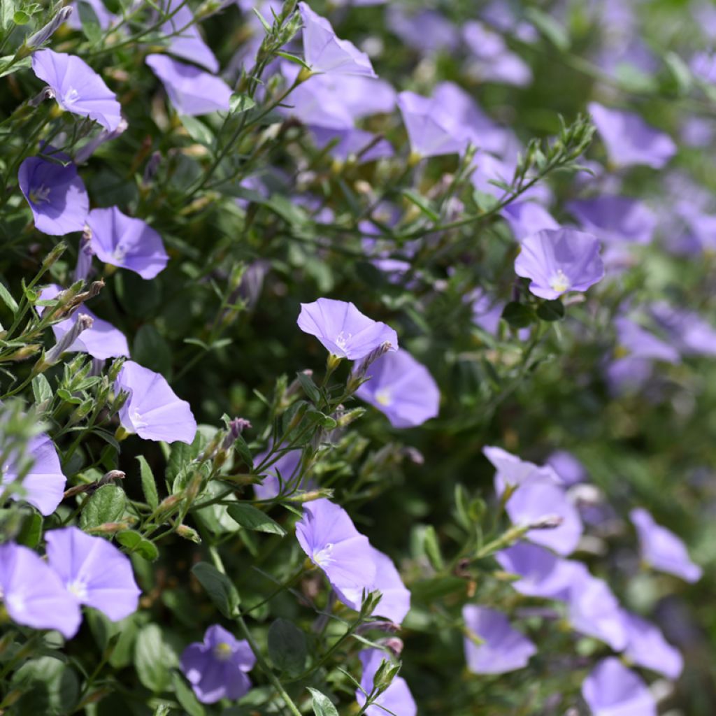Convolvulus sabatius - Liseron de Mauritanie