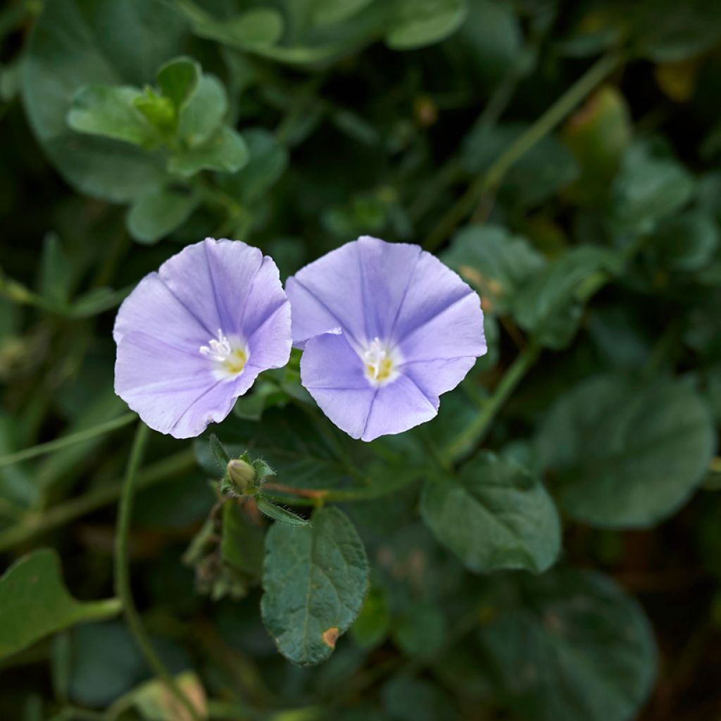 Convolvulus sabatius