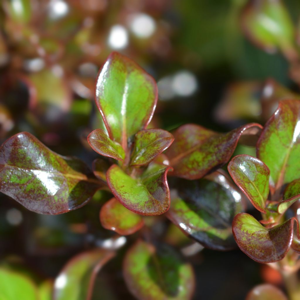 Coprosma Chocolate Soldier