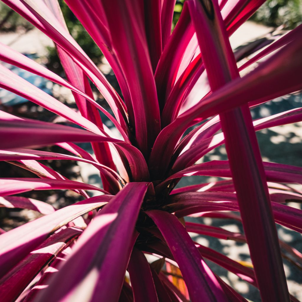 Cordyline australis Pink passion