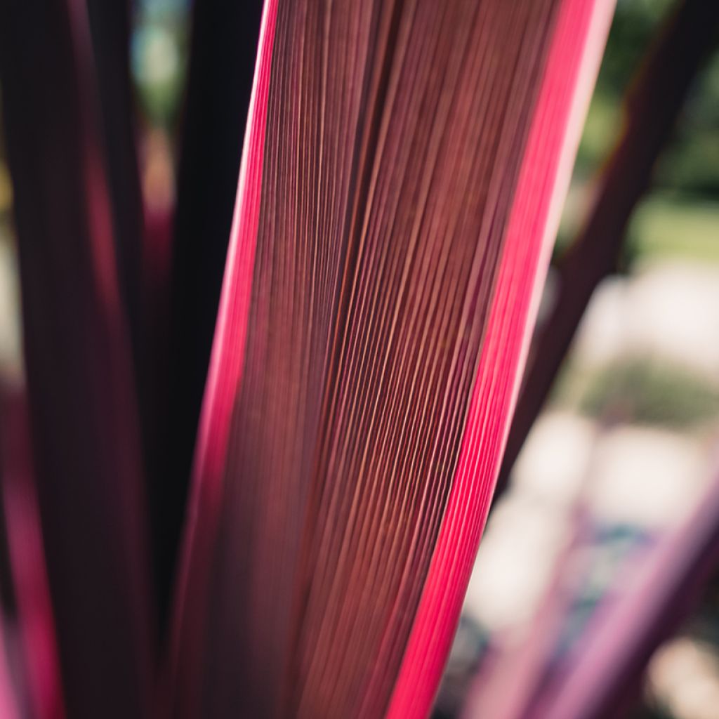 Cordyline australis Pink passion