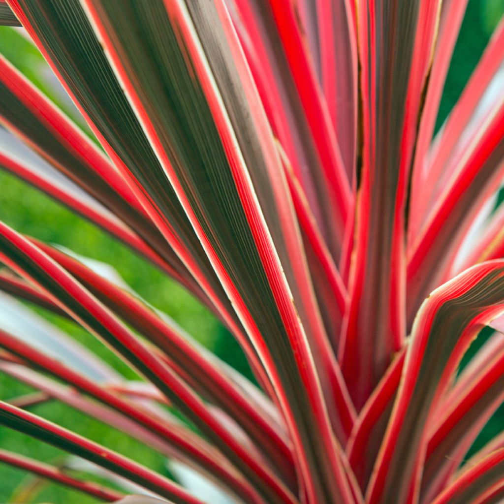 Cordyline australis Pink passion