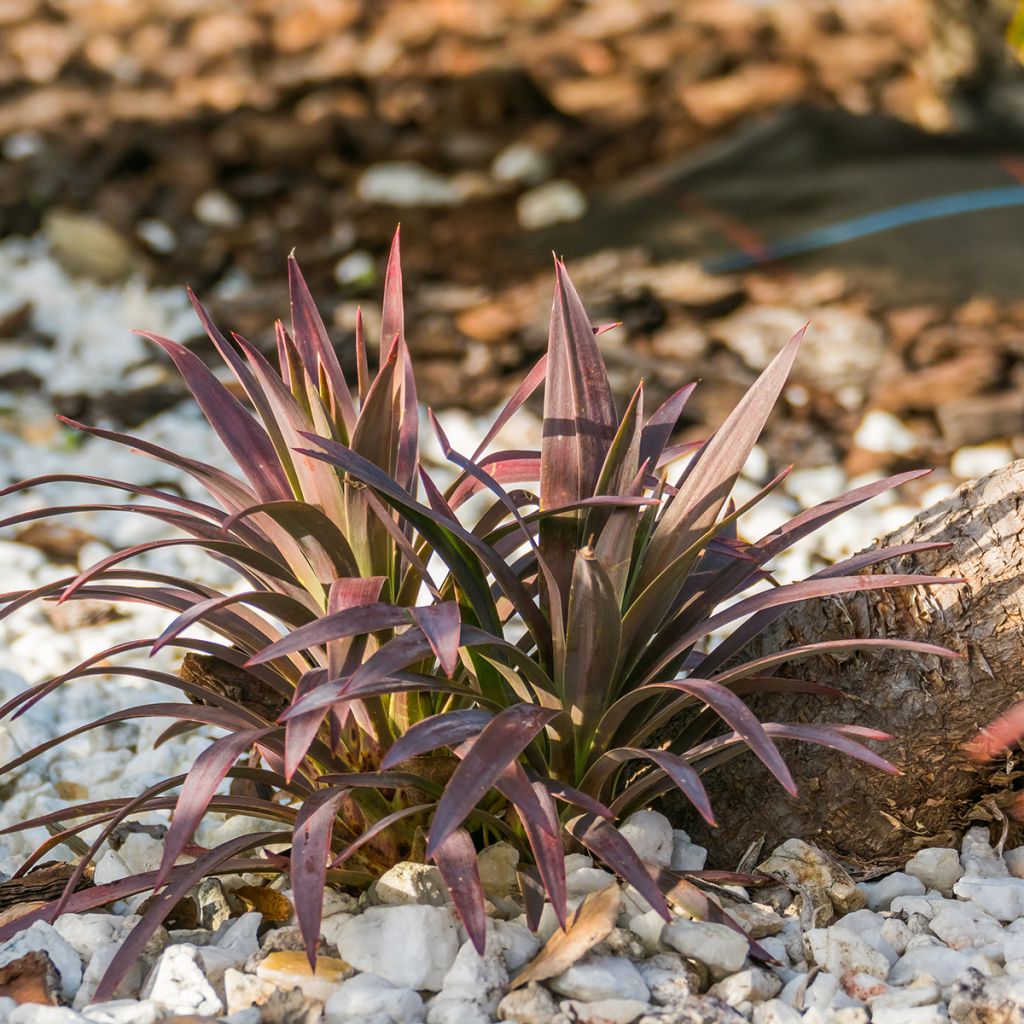 Cordyline australis Red Star