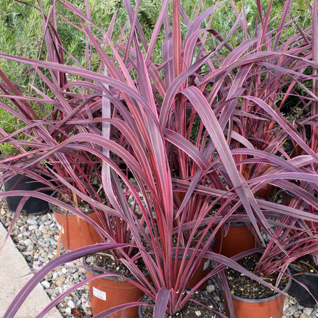 Cordyline australis Sunrise