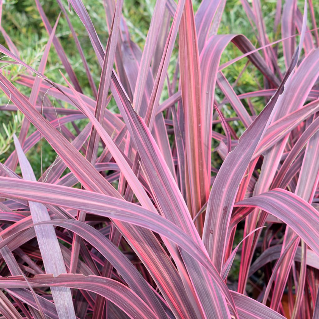 Cordyline australis Sunrise