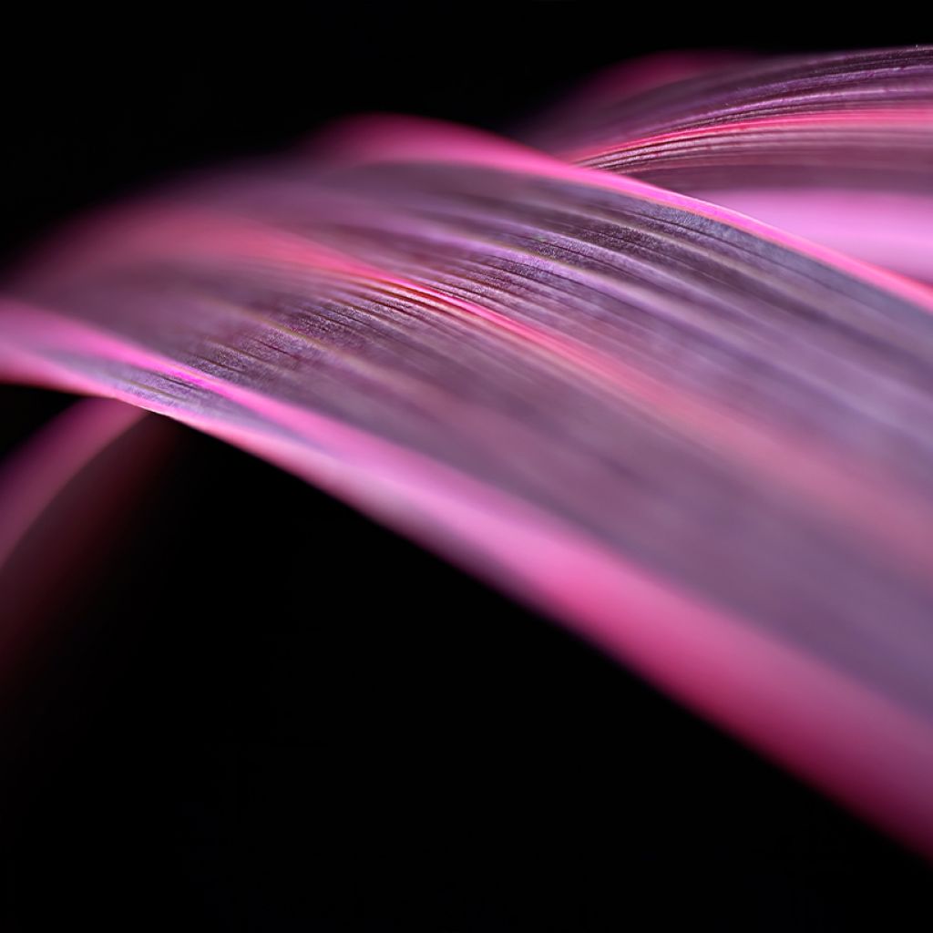 Cordyline banksii Electric Pink