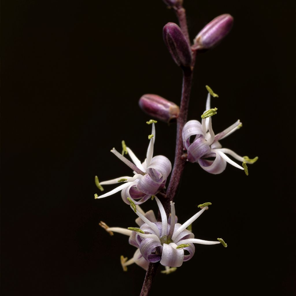 Cordyline banksii Electric Pink