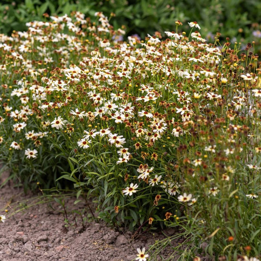 Coreopsis Fool's Gold