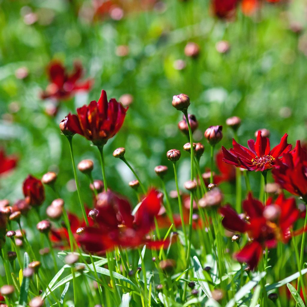 Coreopsis Limerock Ruby - Coreopsis rose