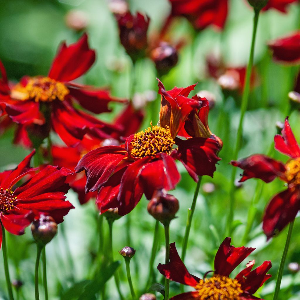 Coreopsis Red Satin