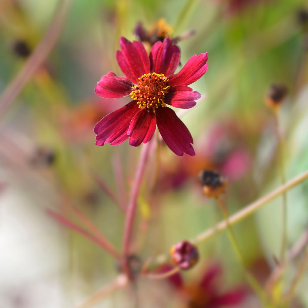 Coreopsis Red Satin