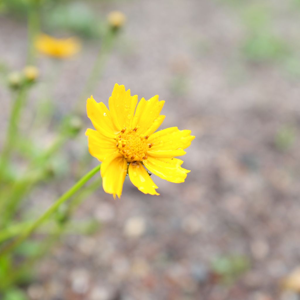 Coreopsis auriculata Nana - Coréopsis auriculé