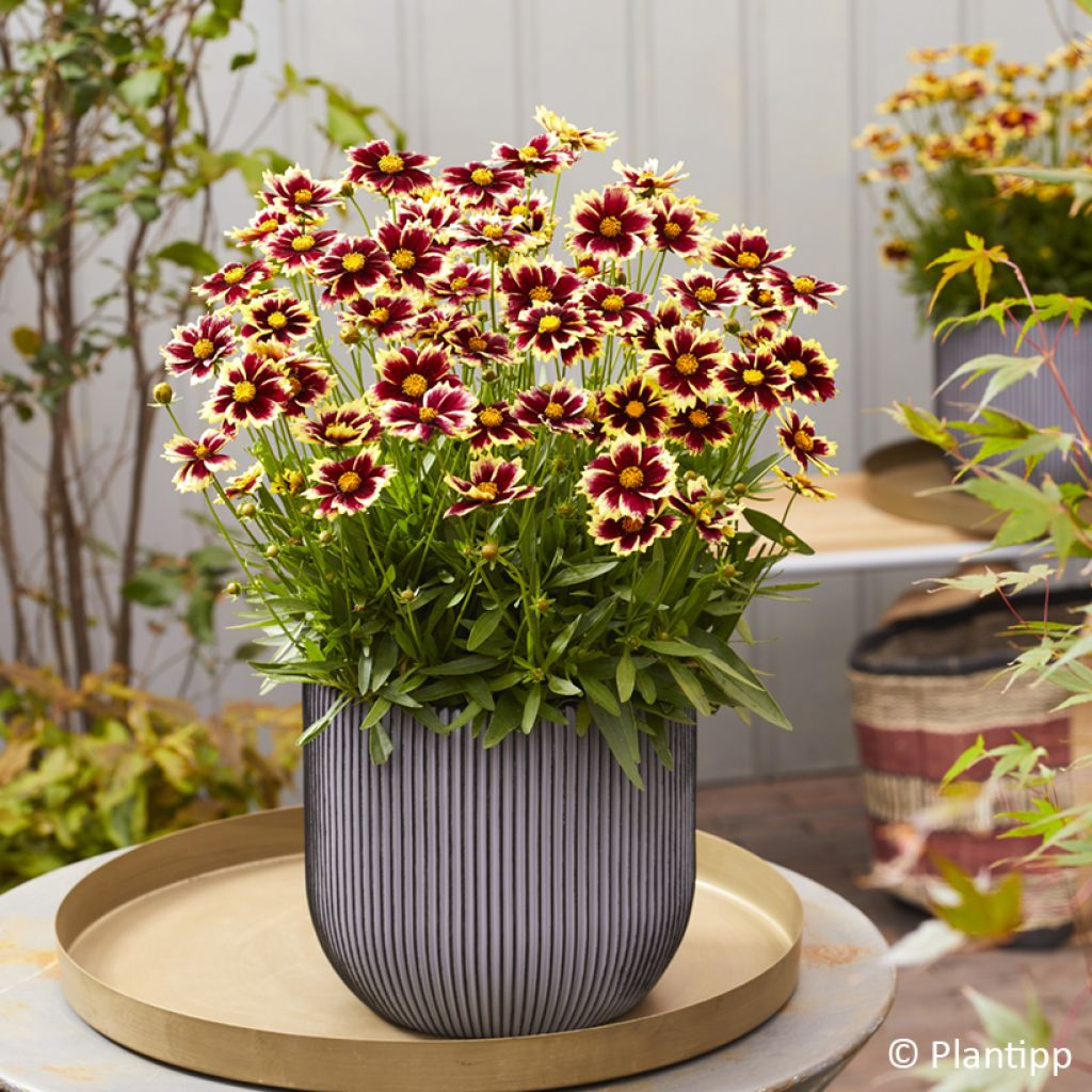 Coreópsis grandiflora Solar Fancy