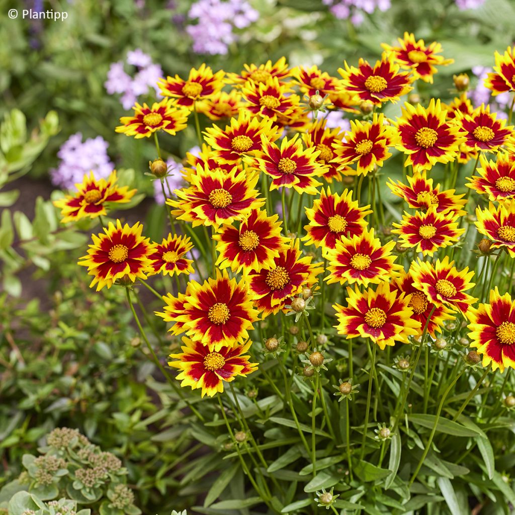Coreópsis grandiflora Solar Jewel
