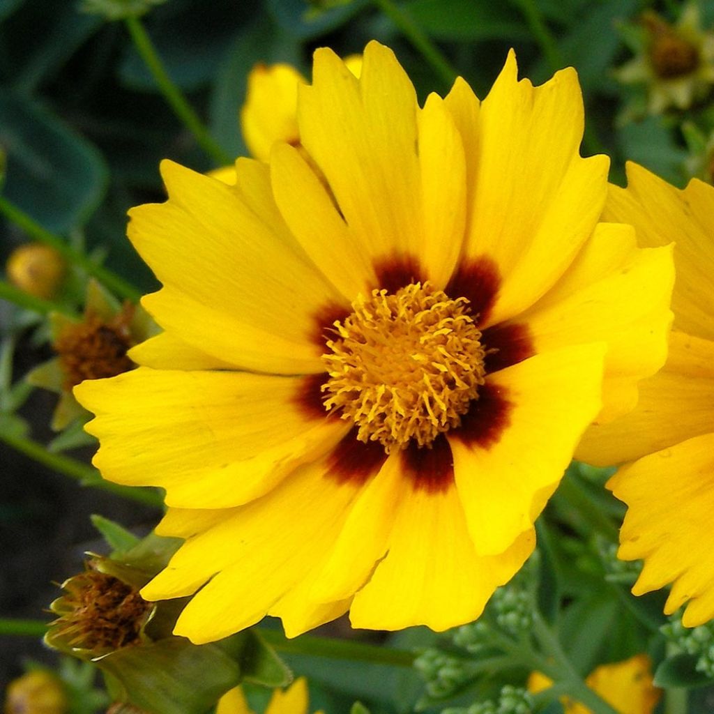 Oeil de jeune fille Baby Gold - Coreopsis lanceolata Baby Gold