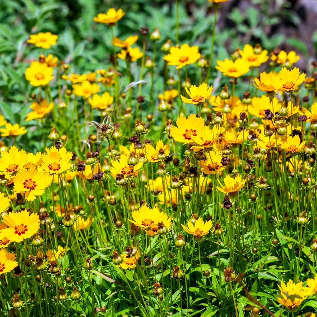 Coreopsis lanceolata Sterntaler - Coréopsis à feuilles lancéolées