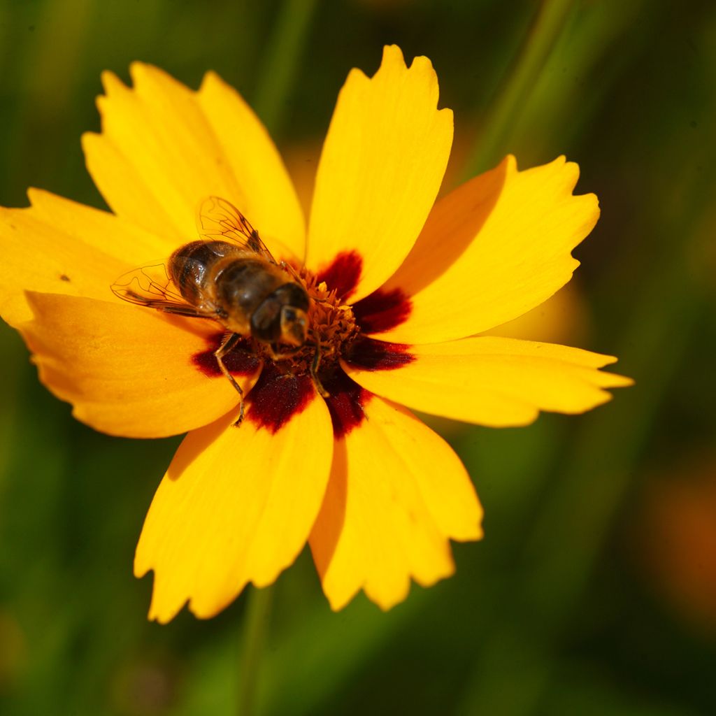 Coreopsis lanceolata Sterntaler - Coréopsis à feuilles lancéolées