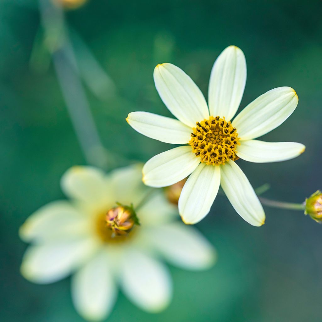 Coreopsis verticillata Moonbeam (Clair de Lune) - Coréopsis verticillé
