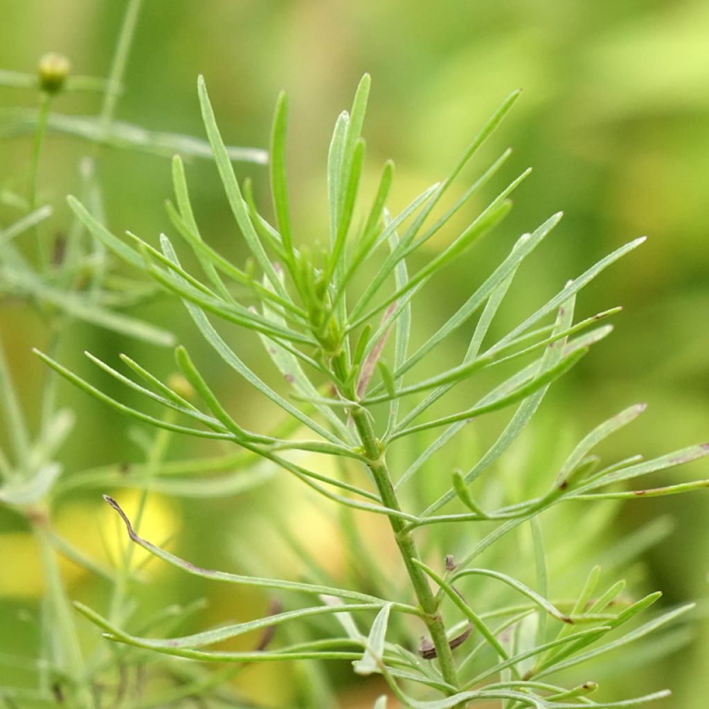 Coreópsis verticillata Sassy Saffron
