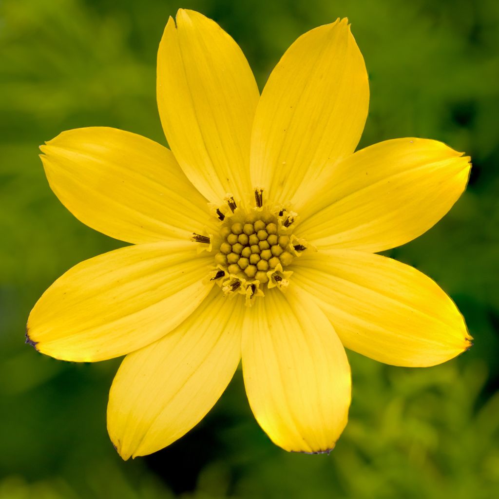 Coreopsis verticillata Zagreb - Coréopsis verticillé