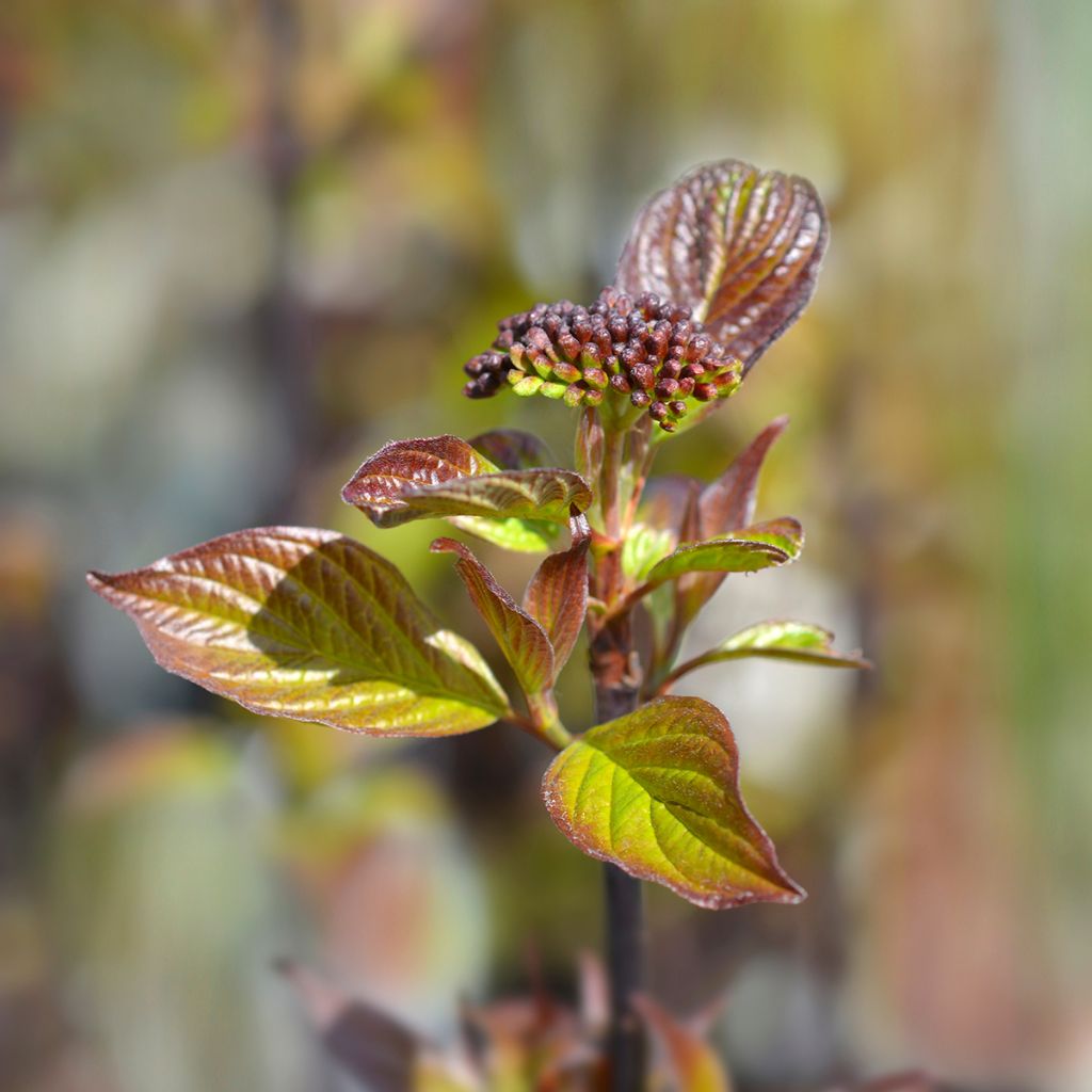 Cornus alba Kesselringii - Cornouiller blanc à bois brun violacé